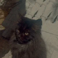 فروش 2 گربه خانگی