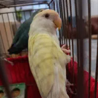 طوطی برزیلی معاوضه با اکواریوم شرکتی