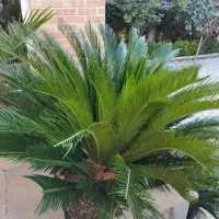 فروش تعدادی محدود سیکاس9ساله