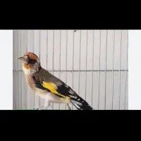 دو عدد سهره  نر و ماده متولد قفس ماده کار داده