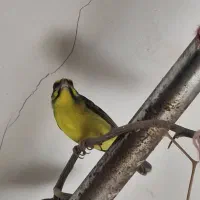 سهره یاسمین و فنچ لپ نارنجی  نرو ماده یاسمین هست|پرنده|اصفهان, شیخ اشراق|دیوار