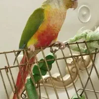 گرینجیک گمشده