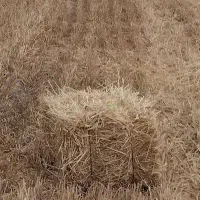 کاه جو دو تن در صحرای ابراهیم اباد مبارکه