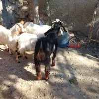 4تا بزغاله سالم و چاق|حیوانات مزرعه|قرق, |دیوار