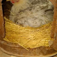 مرغ لری جوجه تخم مرغ|حیوانات مزرعه|اصفهان, قهجاورستان|دیوار