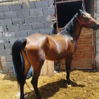خرید فروش پالونی اسب مادیان الاغ پالونی|حیوانات مزرعه|اصفهان, خلیل آباد|دیوار