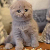 اسکاتیش و بریتیش و‌ پرشین بلو و لیلاک