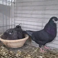 جفت کینگ