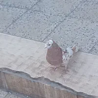 کاکلی خوشگل یه تومن