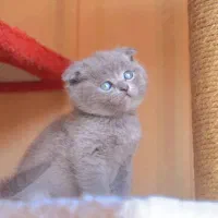 گربه اسکاتیش از مادر بریتیش