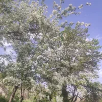 باغ باآب دائم|فروش خانه و ویلا|نوبران, |دیوار