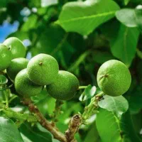 پیشفروش نهال گردو لارا رقم بذری