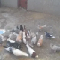 پرنده کبوتر