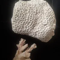 سنگ آکواریوم مرجانی