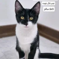 واگذاری رایگان به فرد متعهد|گربه|قم, پردیسان|دیوار