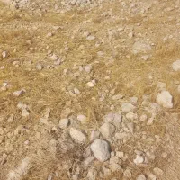 کهره و بز کهره دار|حیوانات مزرعه|کازرون, |دیوار