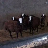 بره نر و ماده شال اصیل