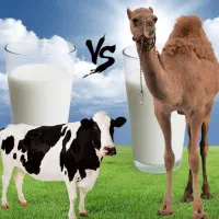 شیر و لبنیات محلی تخم مرغ