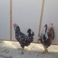 مرغ وخروس وجوجه گلین