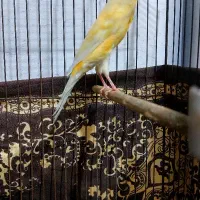 قناری|پرنده|سیرجان, |دیوار