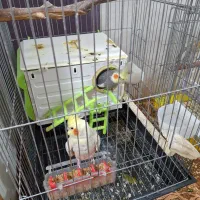 جفت عروس هلندی