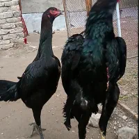 اوشامو یع تیغ مشکی