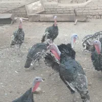 بوغلمون ۸ ماهه|حیوانات مزرعه|جوادآباد, |دیوار