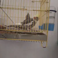 عروس هلندی