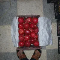 شهرضا انار سوپر،گل،و متوسط|خوردنی و آشامیدنی|اصفهان, کشاورزی|دیوار