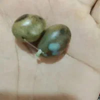 خرز