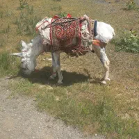 الاغ گاری نر