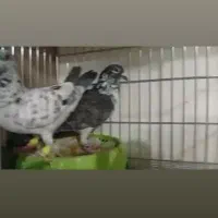 ۱۲۰تا کبوترشهرستانی اول بخون بعد تماس بگیر|پرنده|تهران, سبلان (لشگر)|دیوار