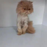 گربه پرشین ماده