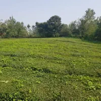 زمین ویلایی در قلب گیلان / شهر توریستی واجارگاه