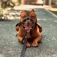 واگذاری پیتبول ماده