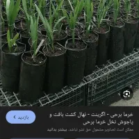 نخل پیارم ونخل مجول