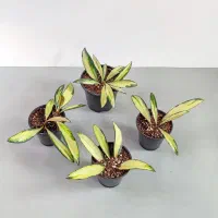 انواع هویاهای خاص و کلکسیونی|گل و گیاه طبیعی|گناباد, |دیوار