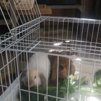 حیوانات خانگی