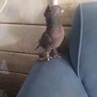 راعبی مشکی|پرنده|نجفآباد, شهدای غربی|دیوار