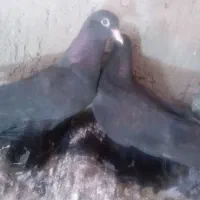 کبوتر قره بالا