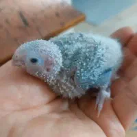 فروش جوجه ملنگو، گرینچیک و جفت شاهطوطی مولد|پرنده|رفسنجان, |دیوار