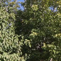 باغ روستای قلعه اقا بخش لنجان|فروش دفتر صنعتی، کشاورزی، تجاری|باغ بهادران, |دیوار