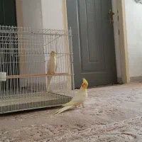 فروش یک جفت عروس هلندی|پرنده|شیراز, سهل‌آباد|دیوار