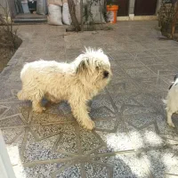 فروشی|سگ|شیروان (خراسان), |دیوار