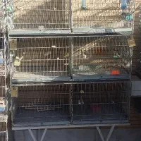 قفس پژاوندی ۶ خان