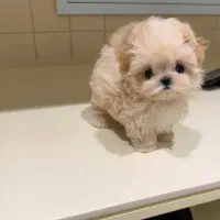 سگ اپارتمانی سایزریز مینیاتوری پودل‌مالتیز مالتیپو