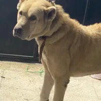 واگذاریه سراب نر