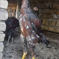 خروس لاری افغان|حیوانات مزرعه|ضیاء آباد, |دیوار