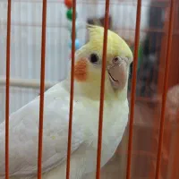 ۲عدد عروس هلندی