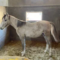 کره نریان ۱۱ ماهه